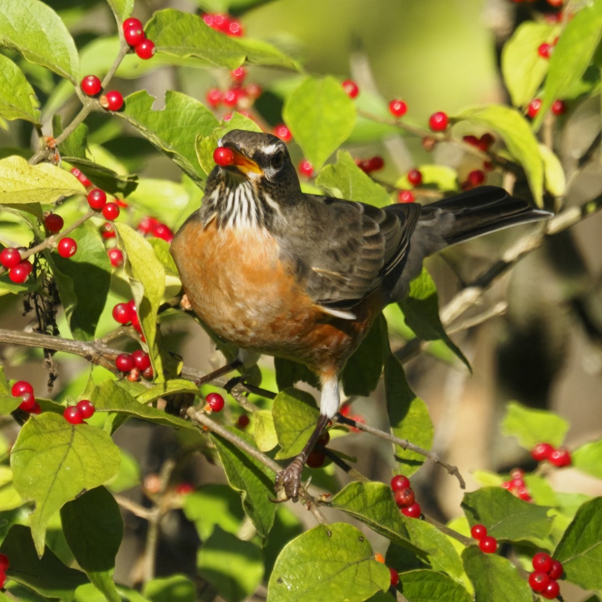 American Robin - ML644623963