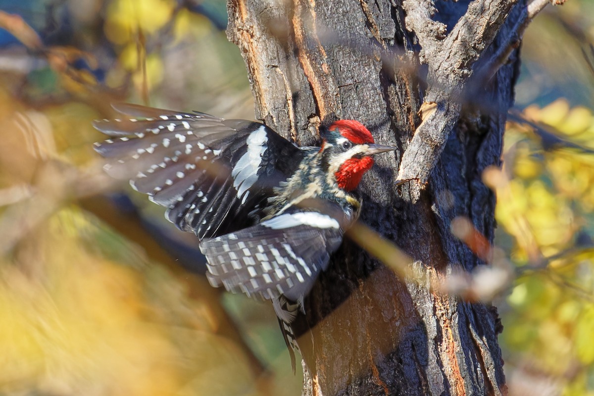 Rotnacken-Saftlecker - ML644623964