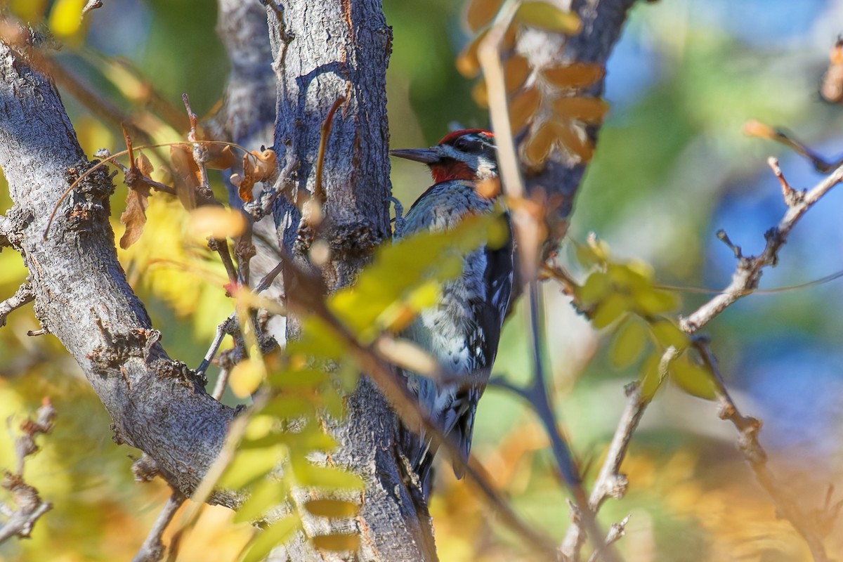 Rotnacken-Saftlecker - ML644623965