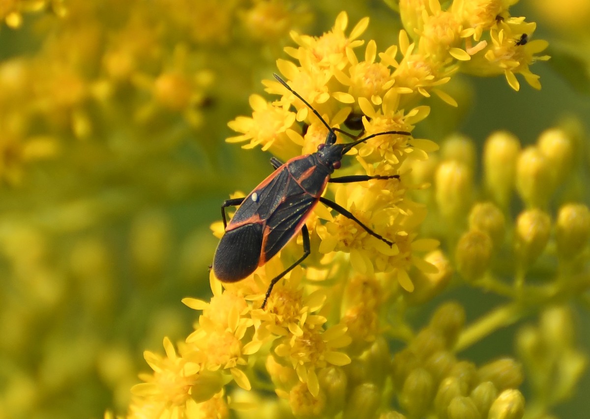 Animali - ML644623971