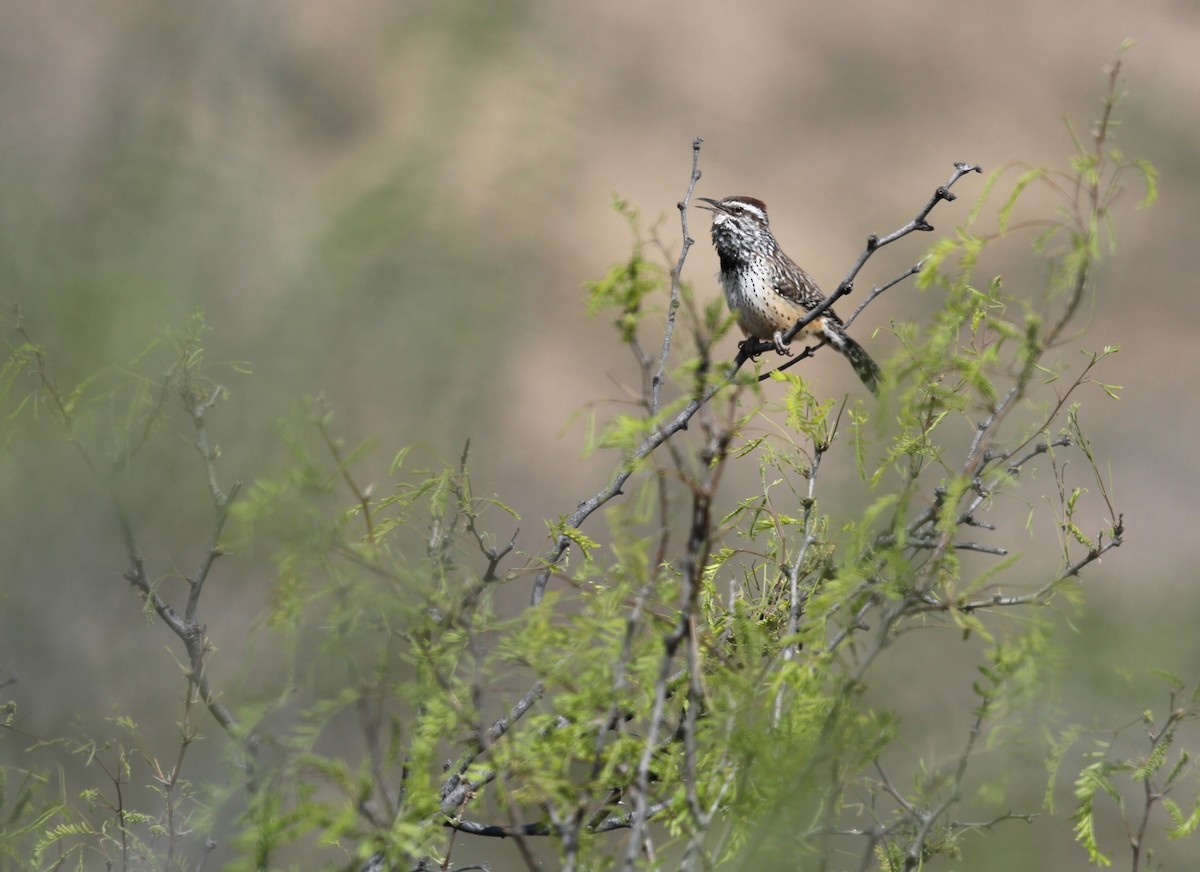 Cactus Wren - ML644623975