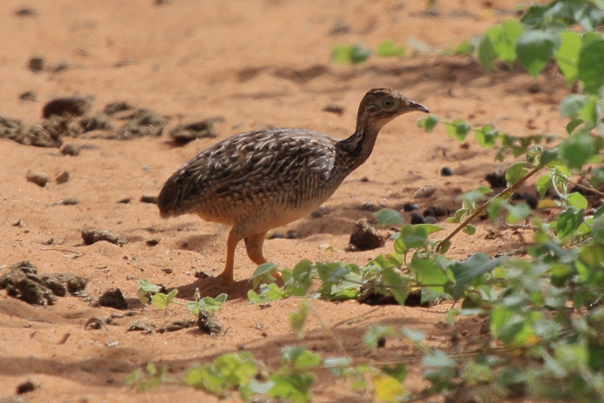 Нотура білочеревий - ML644623977