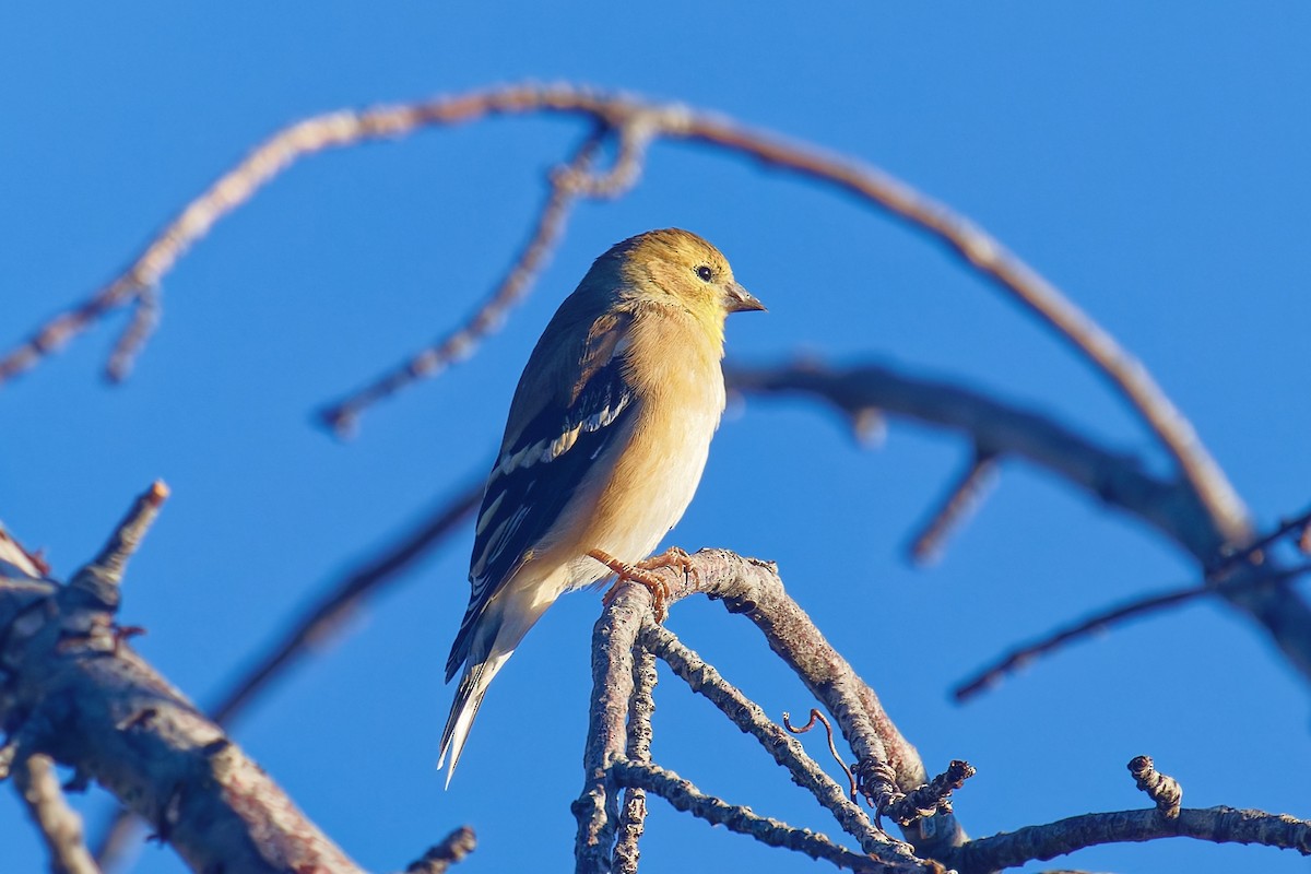 čížek žlutý - ML644623983