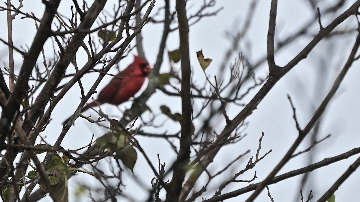 Kırmızı Kardinal - ML644623989