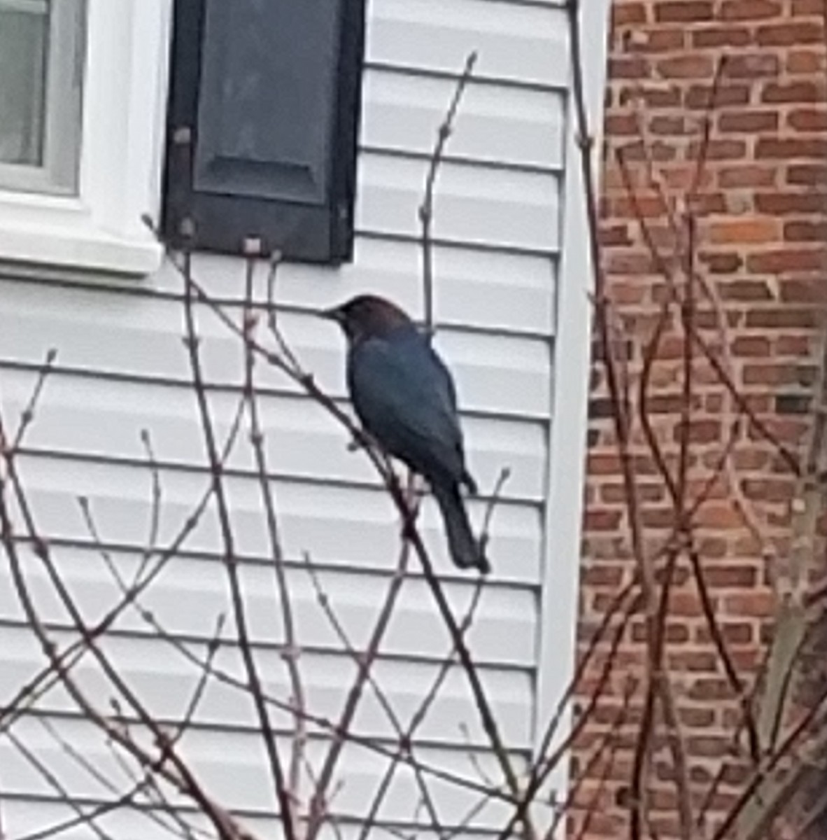 Boz Başlı İnekkuşu - ML644623995