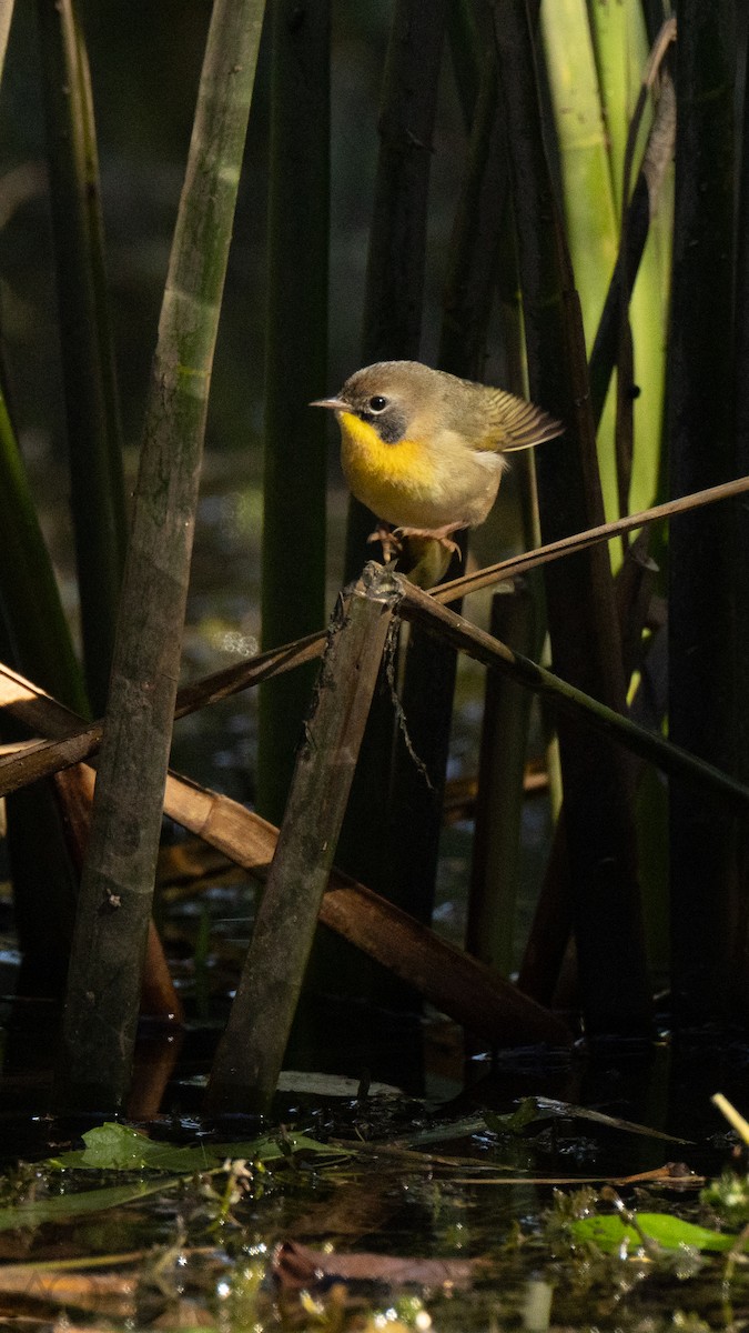 Common Yellowthroat - ML644623997