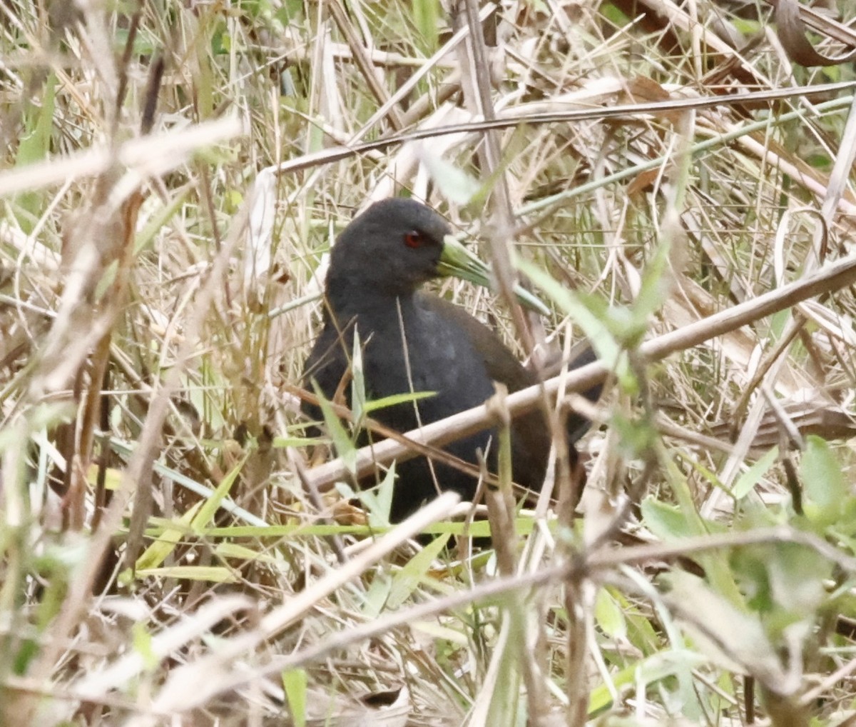 Râle noirâtre - ML644624016