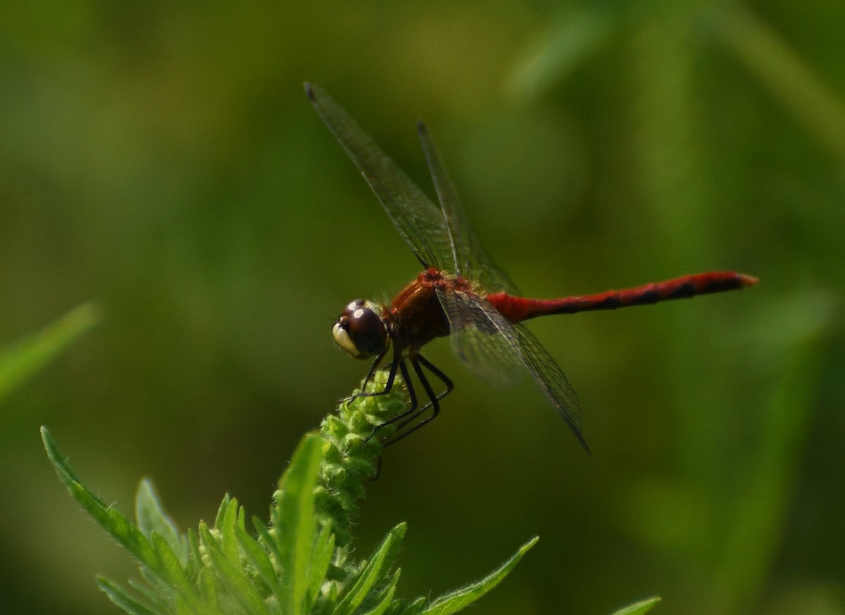 Animali - ML644624017