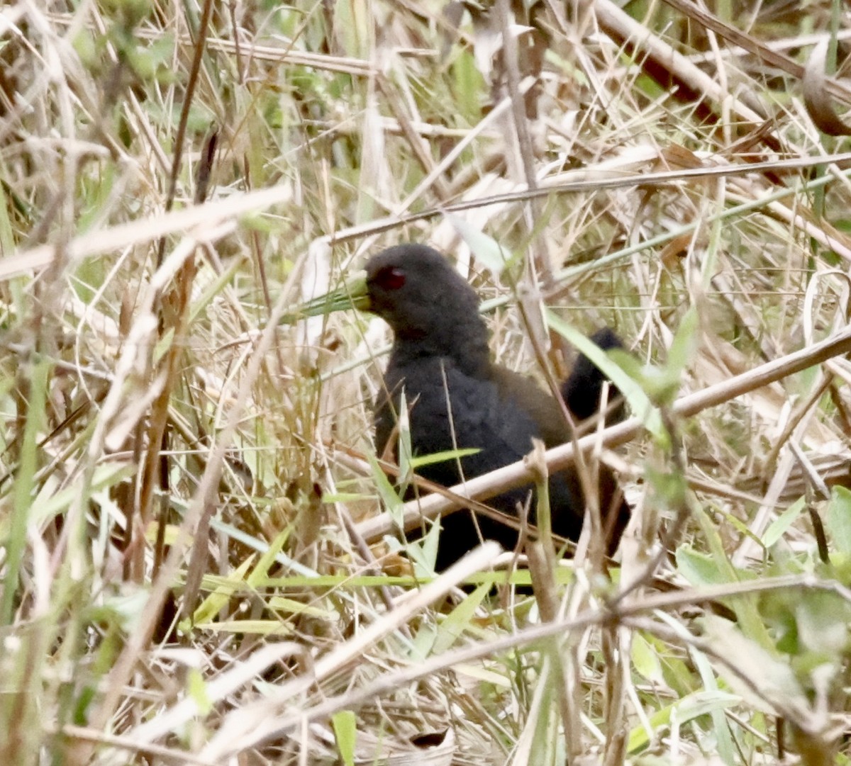 Râle noirâtre - ML644624018