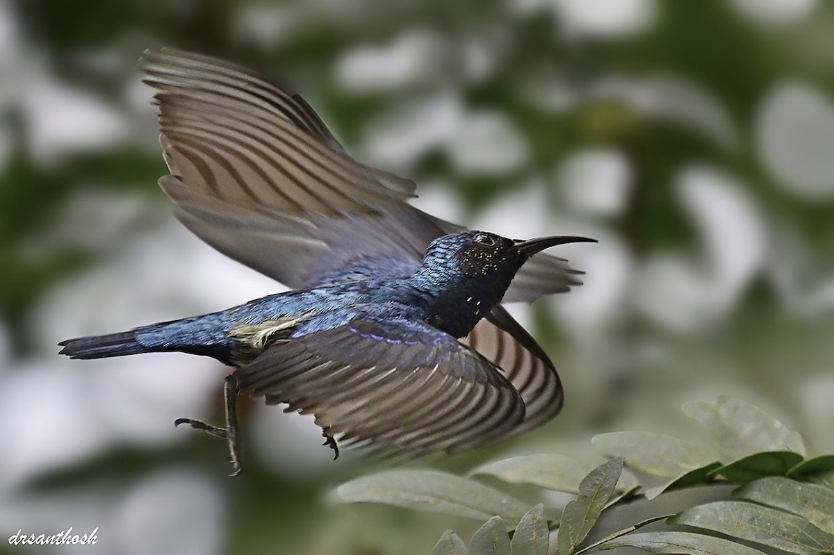 purpursolfugl - ML644624020