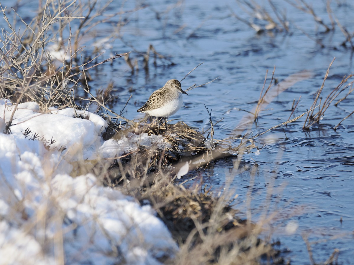 sandsnipe - ML644624022