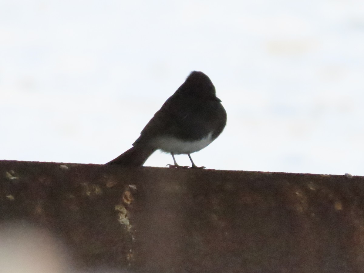 Mosquero Negro - ML644624025