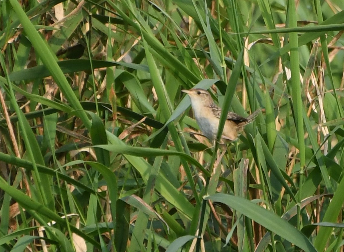 Sedge Wren - ML644624026