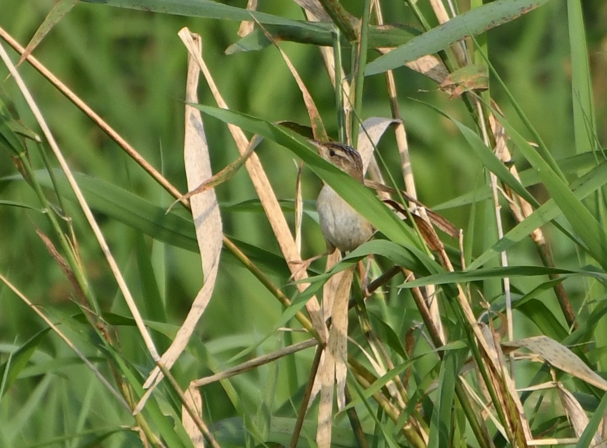 Sedge Wren - ML644624030