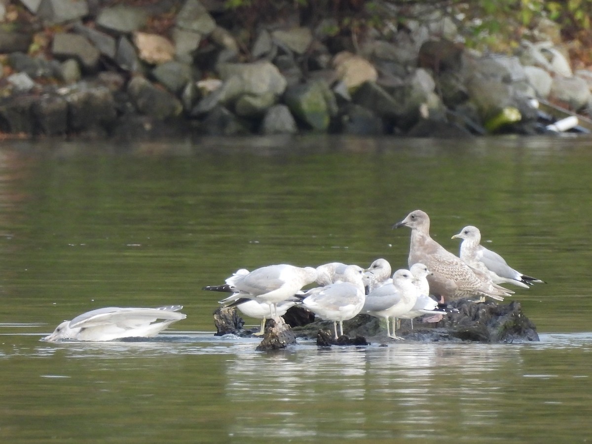 Glaucous-winged Gull - ML644624031
