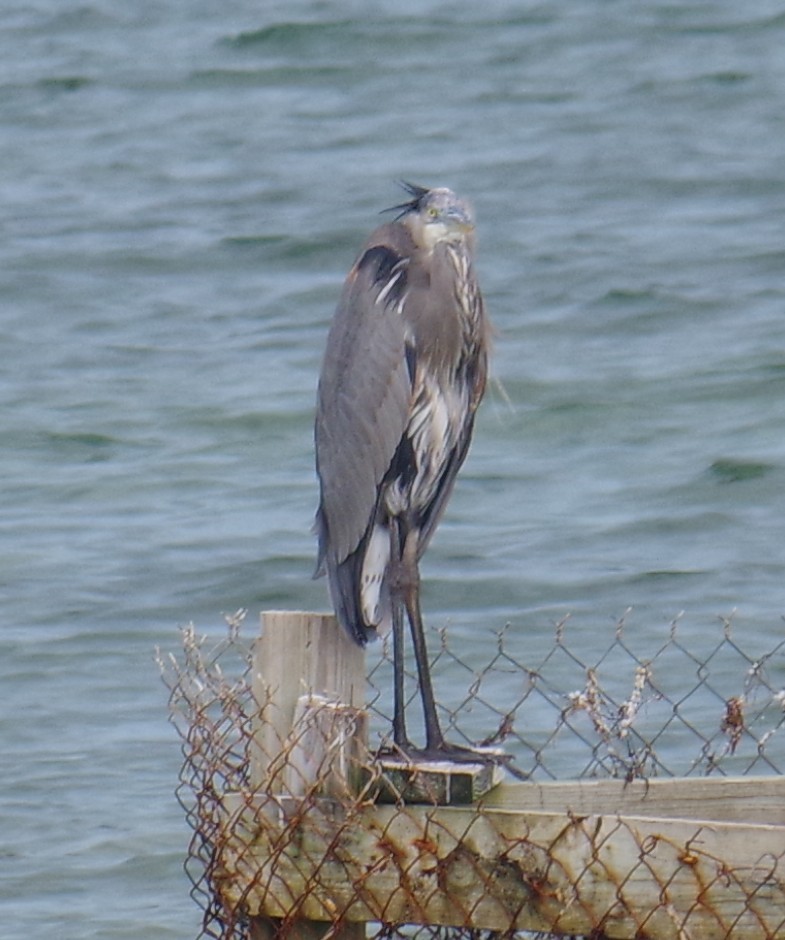 Great Blue Heron - ML644624033
