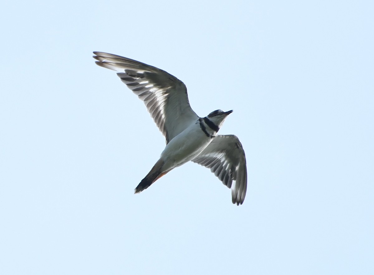 Killdeer - ML644624041