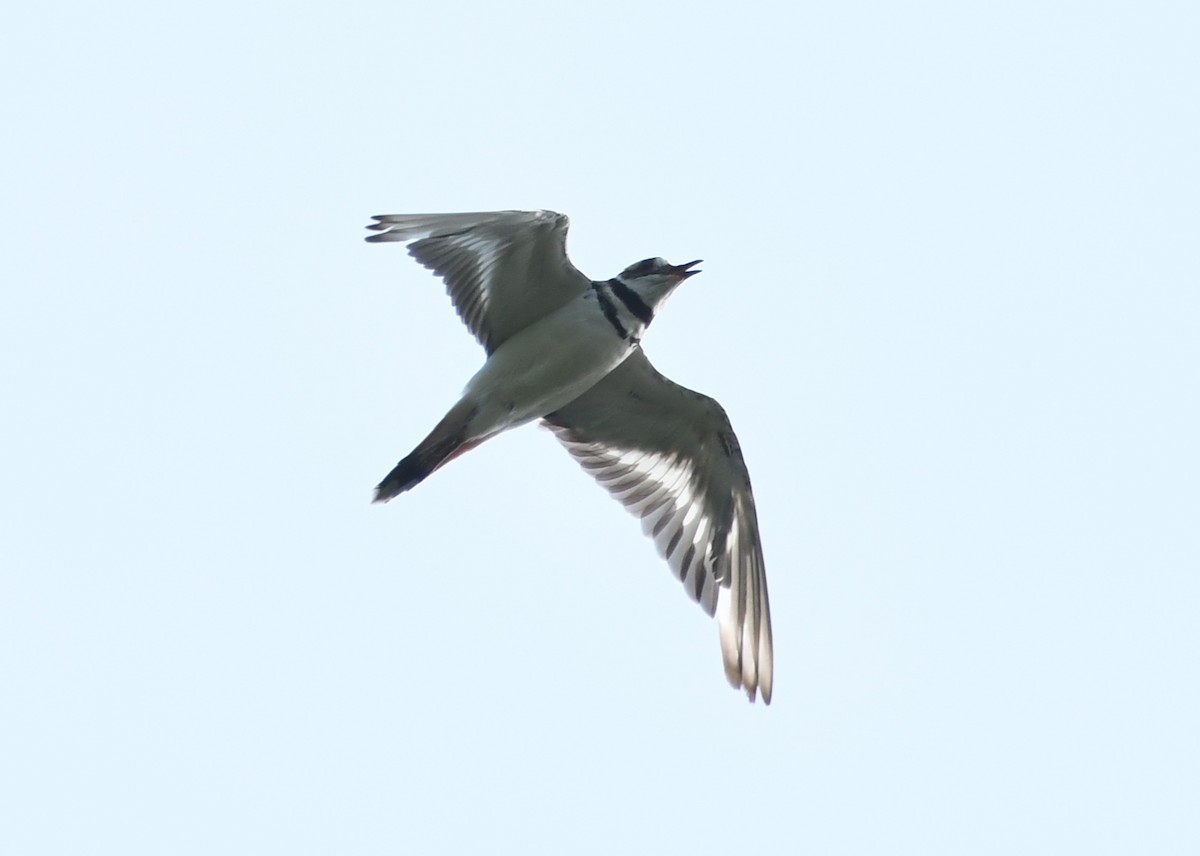 Killdeer - ML644624042