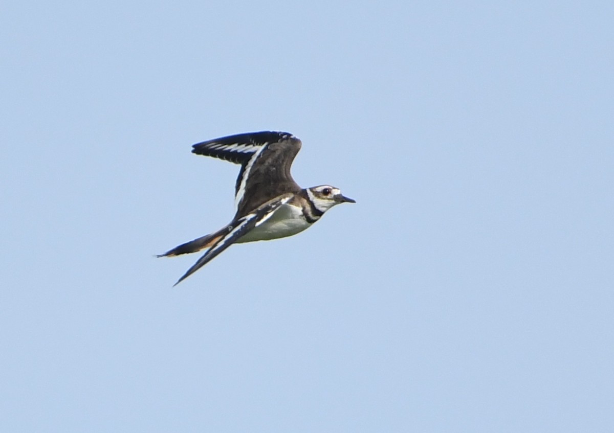 Killdeer - ML644624043