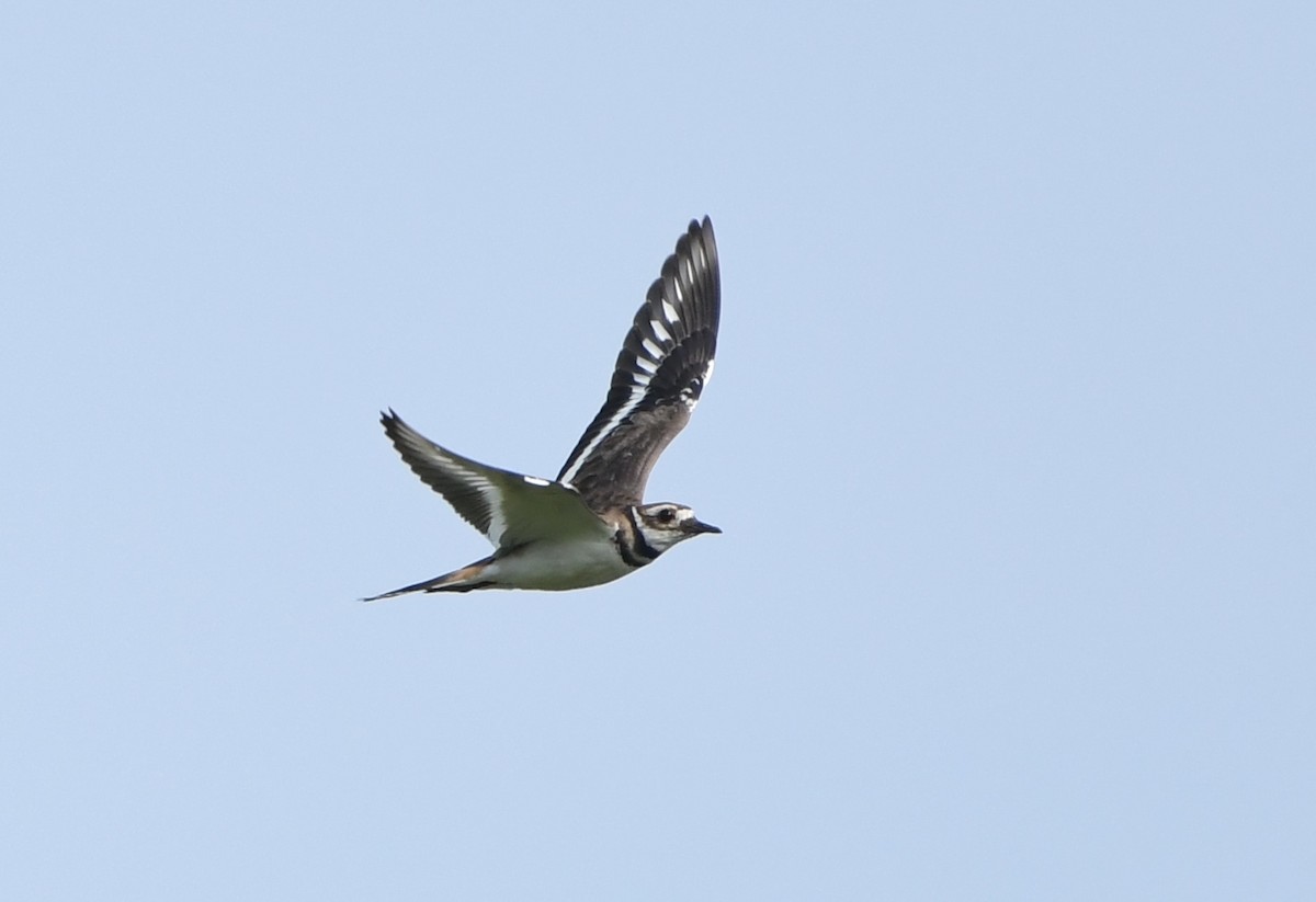Killdeer - ML644624044