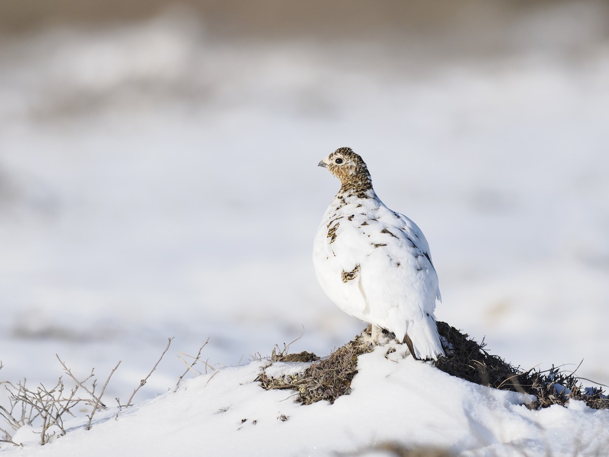Moorschneehuhn - ML644624045