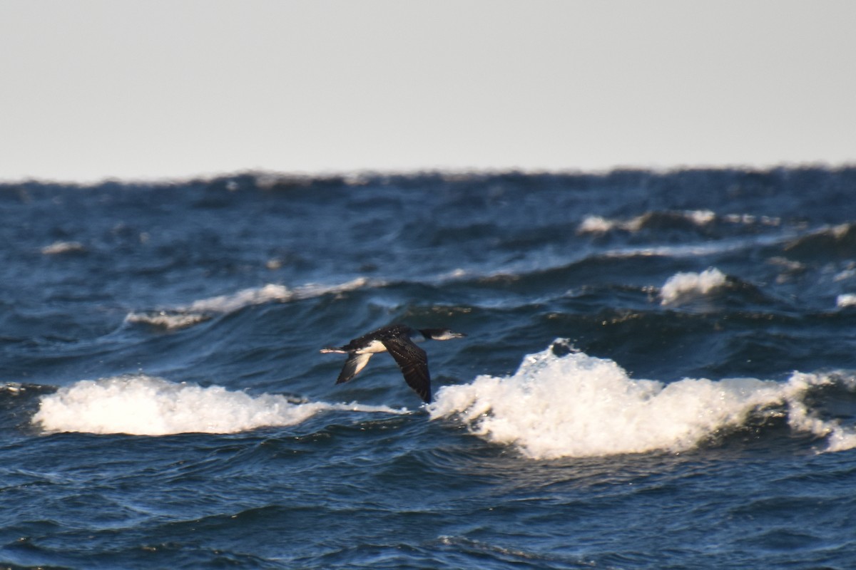 Common Loon - ML644624050