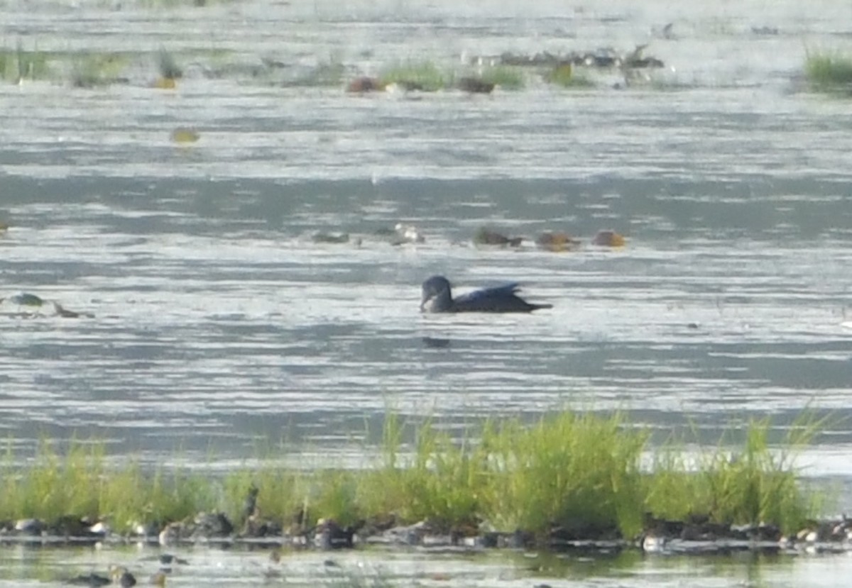 Wood Duck - ML644624054