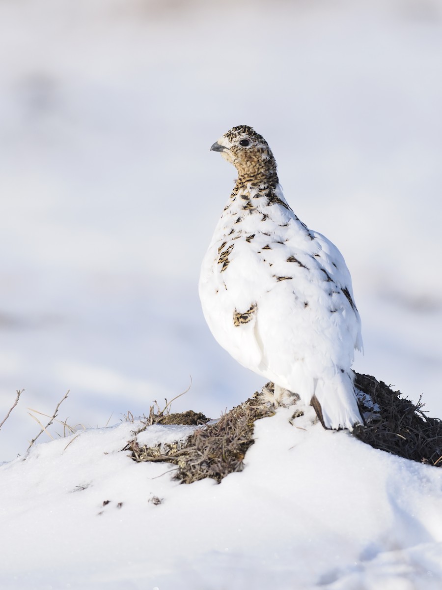 Moorschneehuhn - ML644624060