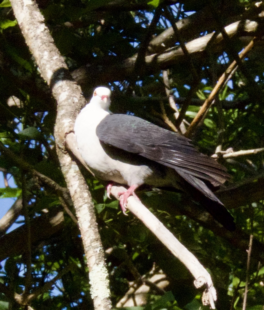 holub běloprsý - ML644624064