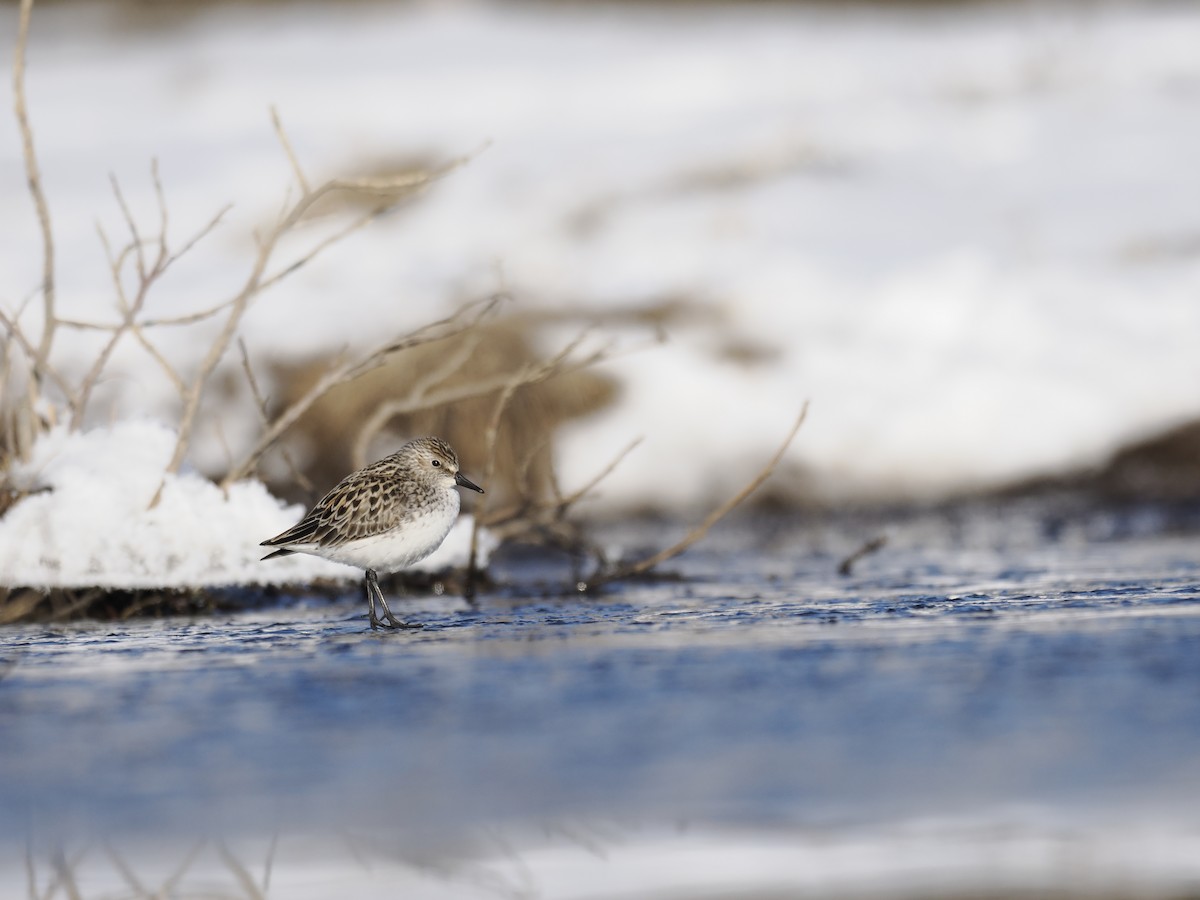 sandsnipe - ML644624068