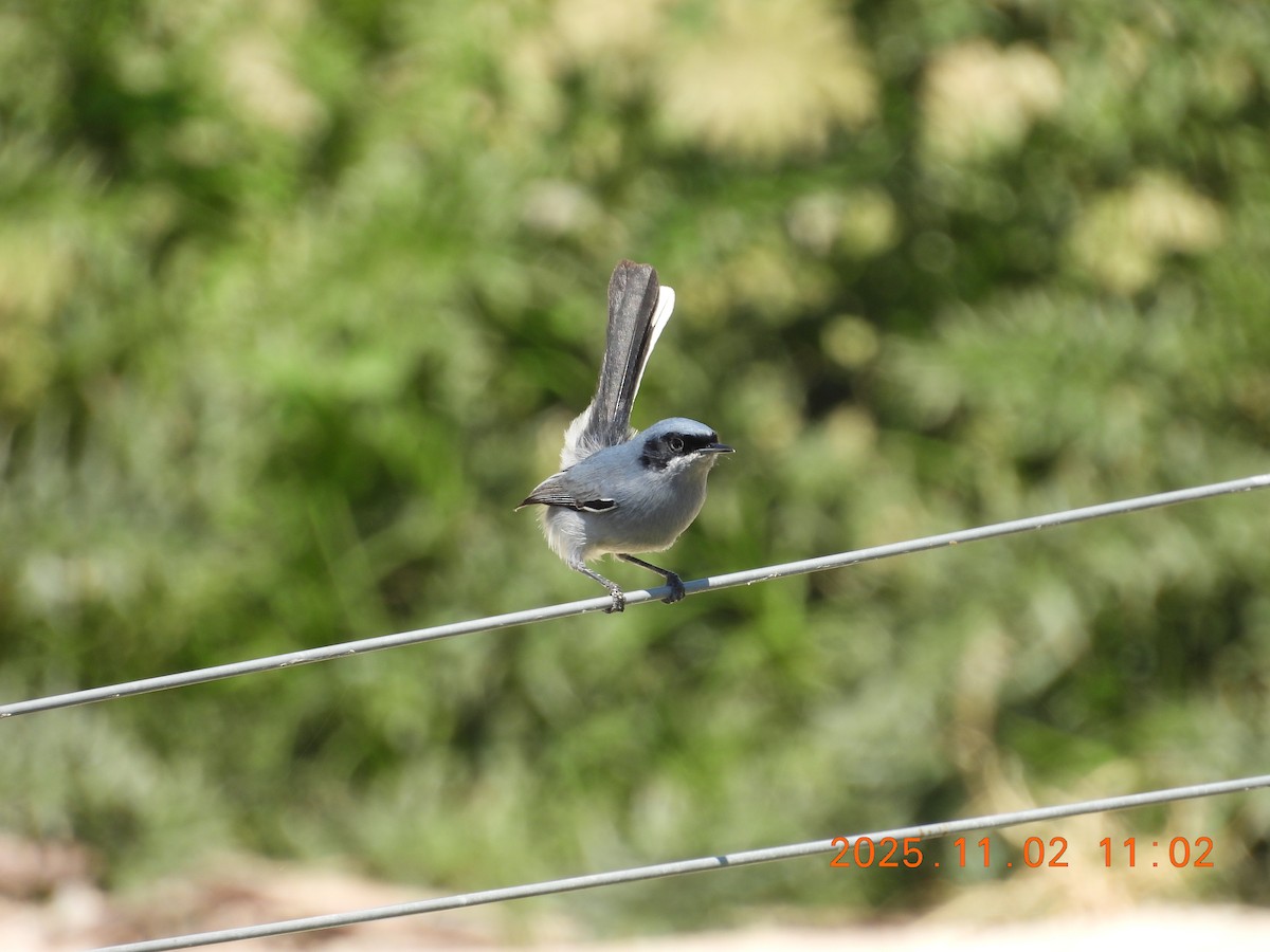 Masked Gnatcatcher - ML644624076