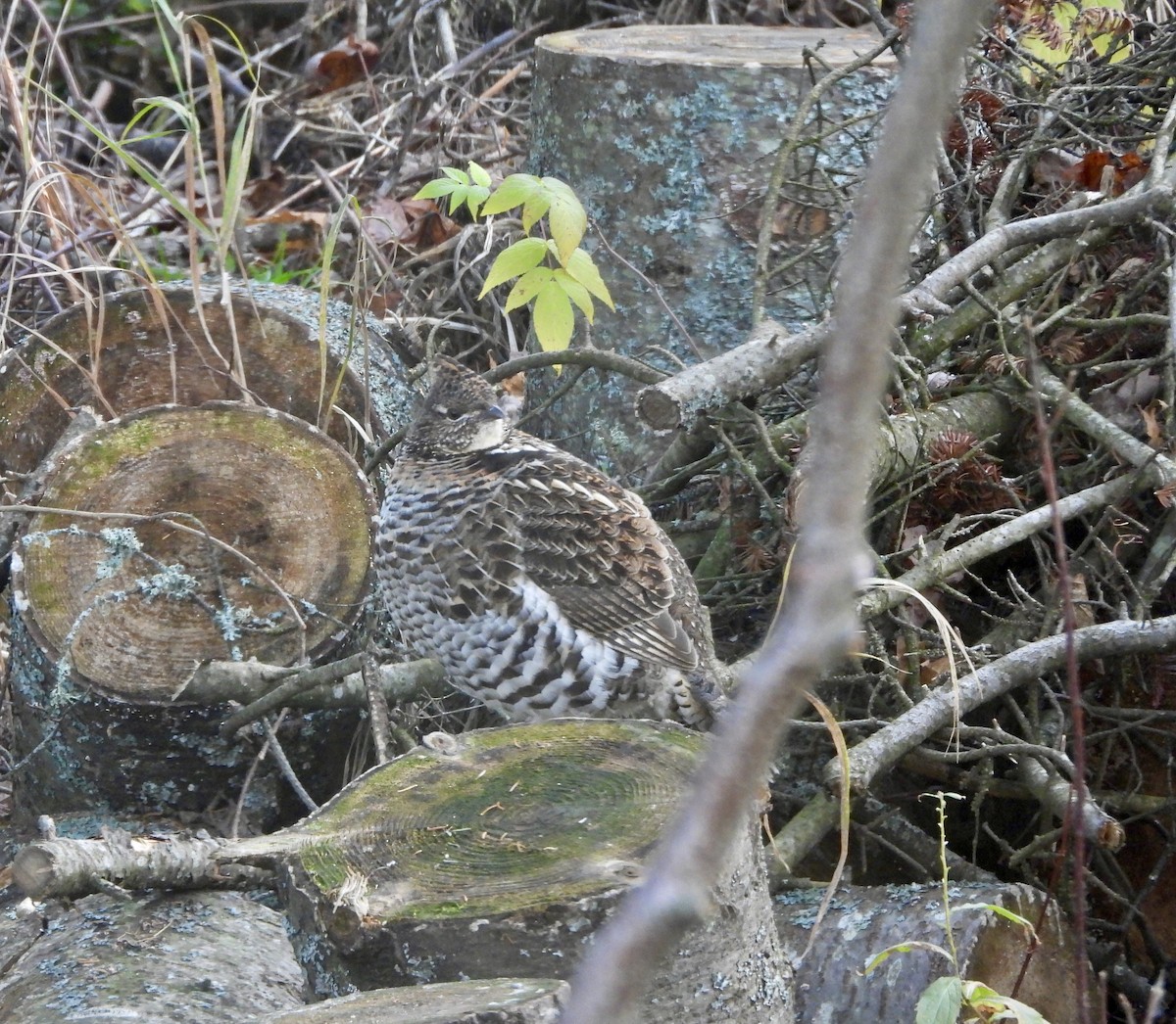 Ruffed Grouse - ML644624079