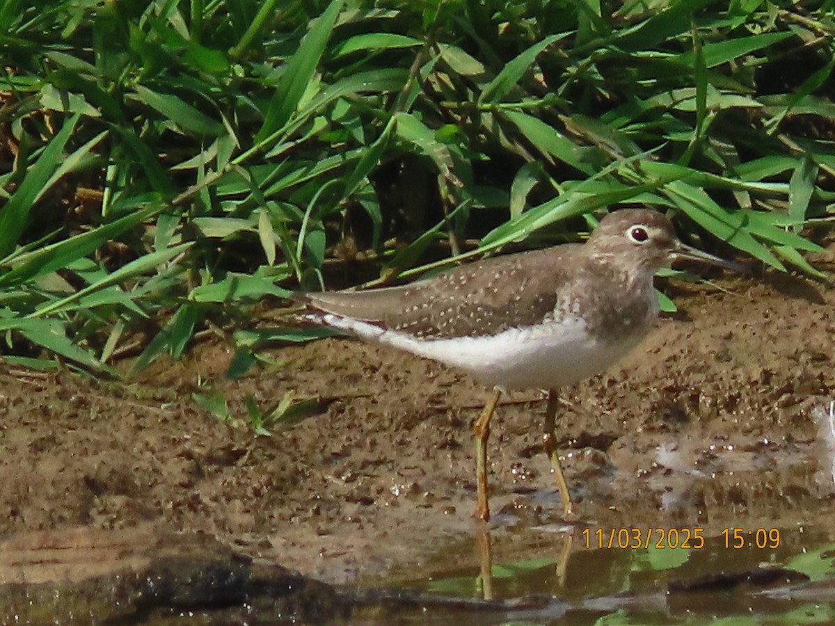 Solitary Sandpiper - ML644624081