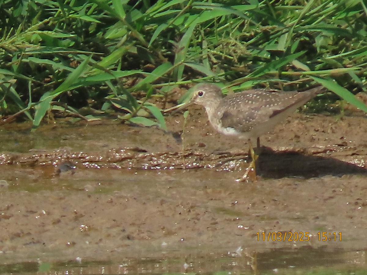 Solitary Sandpiper - ML644624082