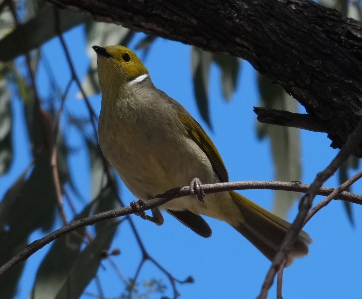 Méliphage orné - ML644624087