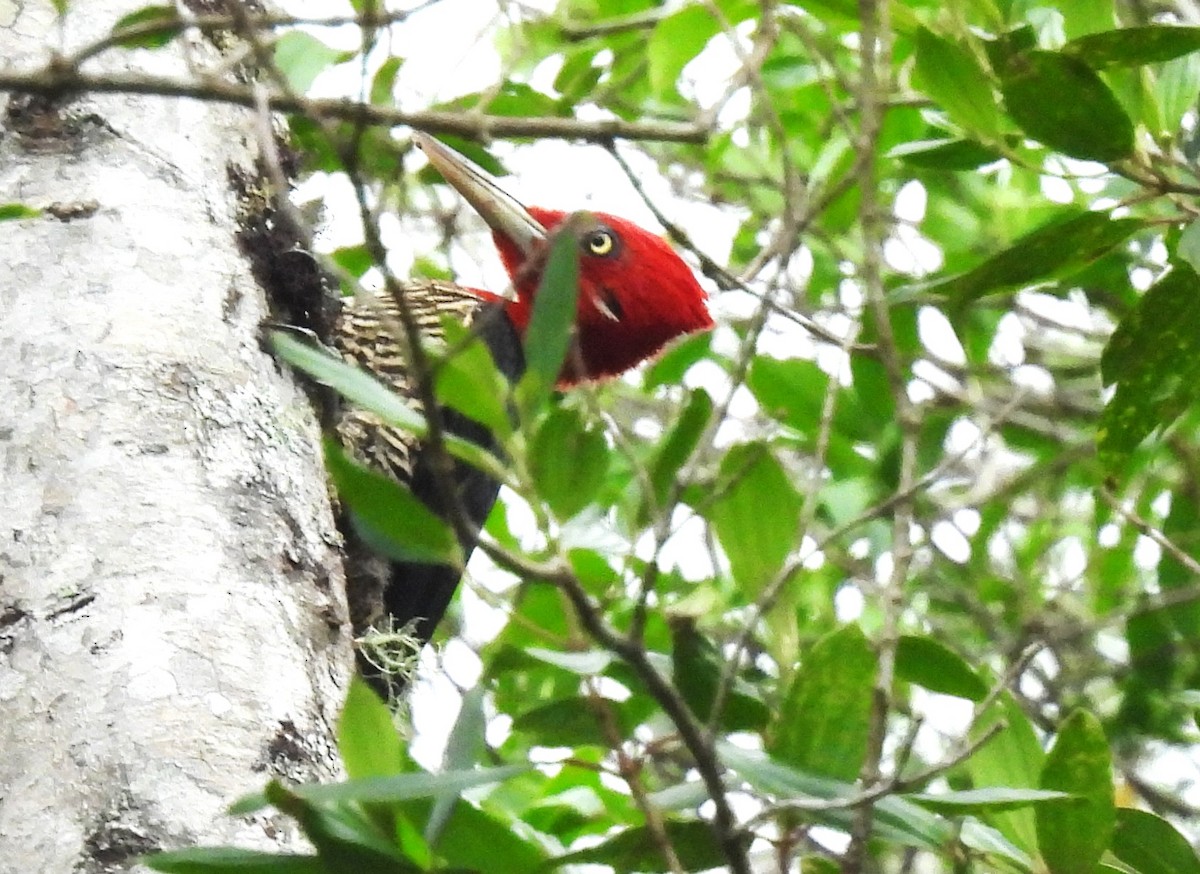 Robust Woodpecker - ML644624092