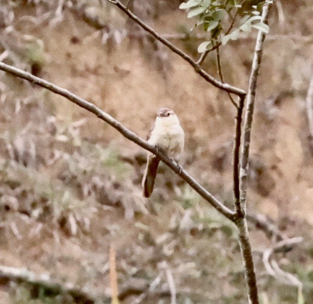 マミジロマネシツグミ - ML644624098