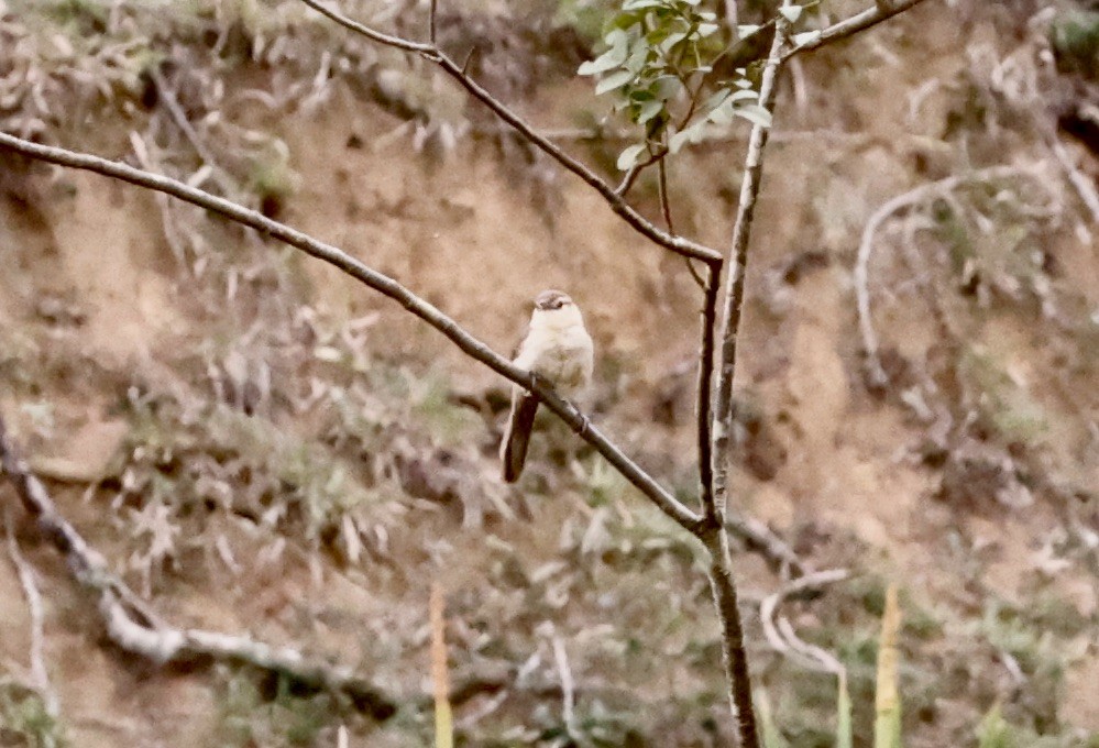 マミジロマネシツグミ - ML644624099