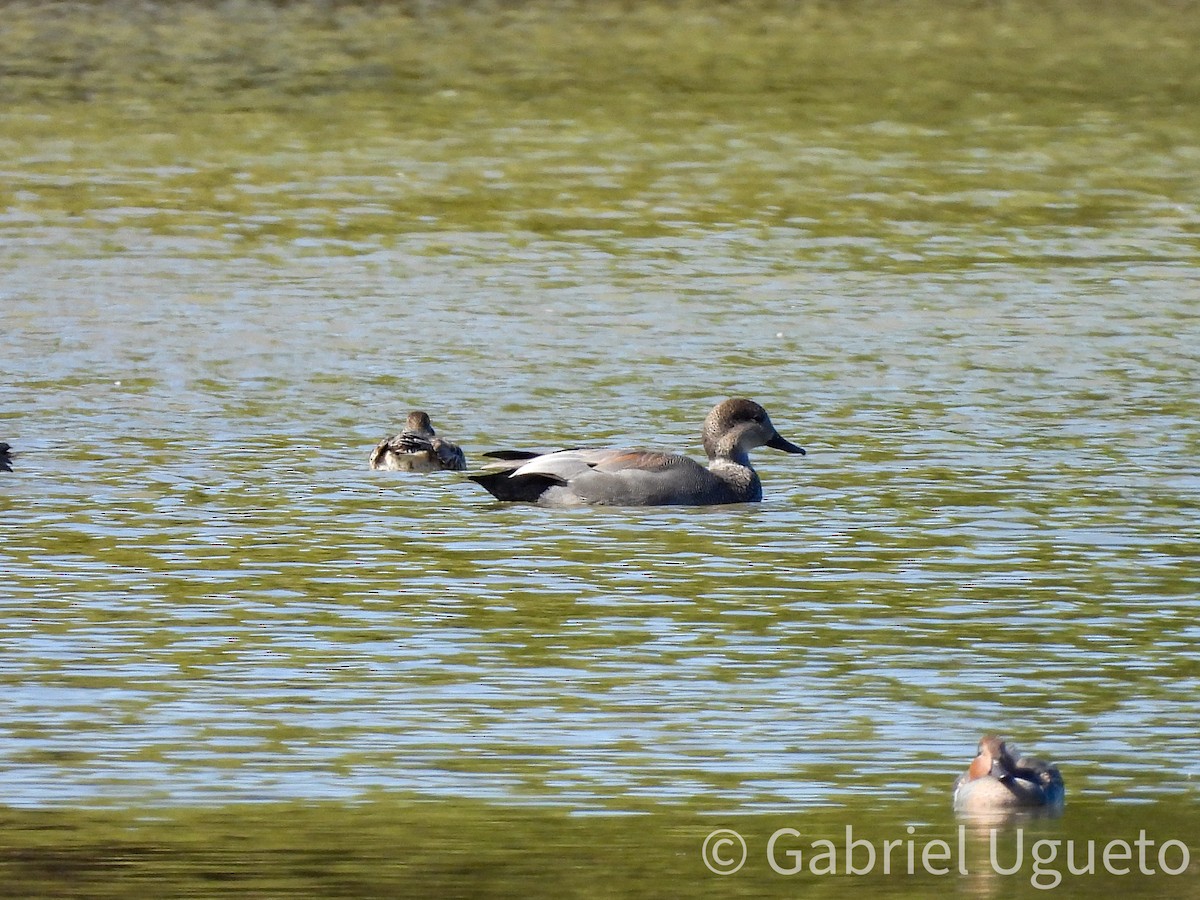 オカヨシガモ - ML644624107