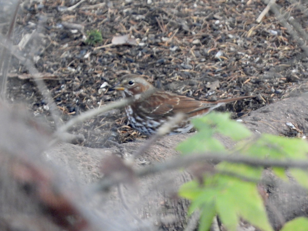 Fox Sparrow - ML644624110