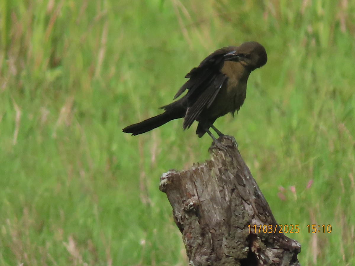 Great-tailed Grackle - ML644624113