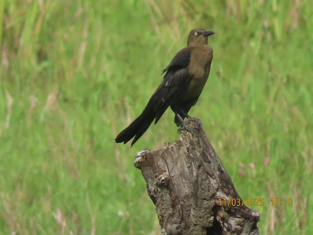 Great-tailed Grackle - ML644624114