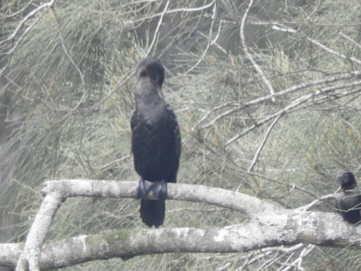 Kömür Karabatağı - ML644624116