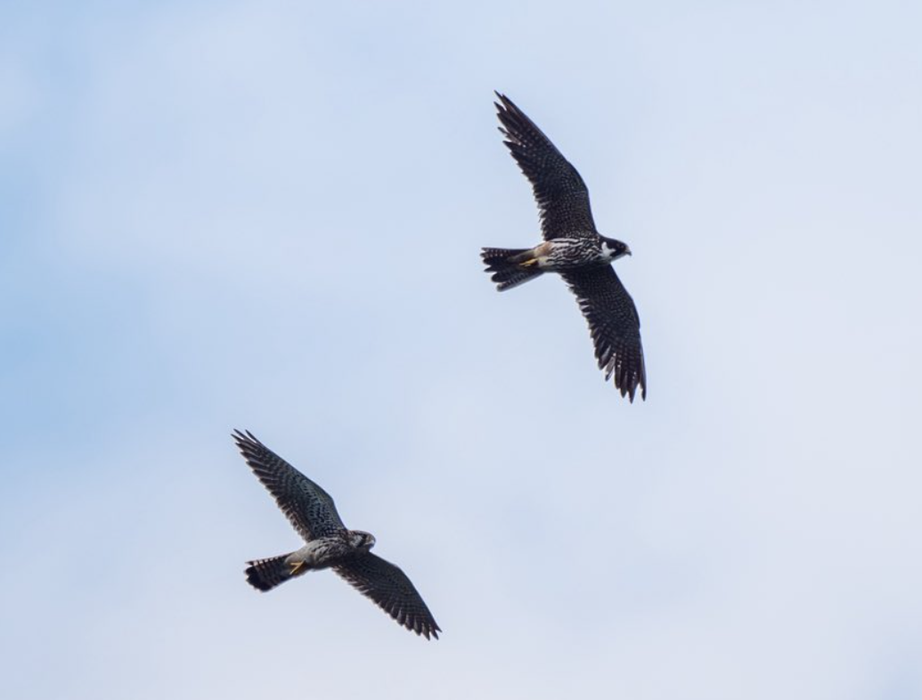 Turmfalke - ML644624117