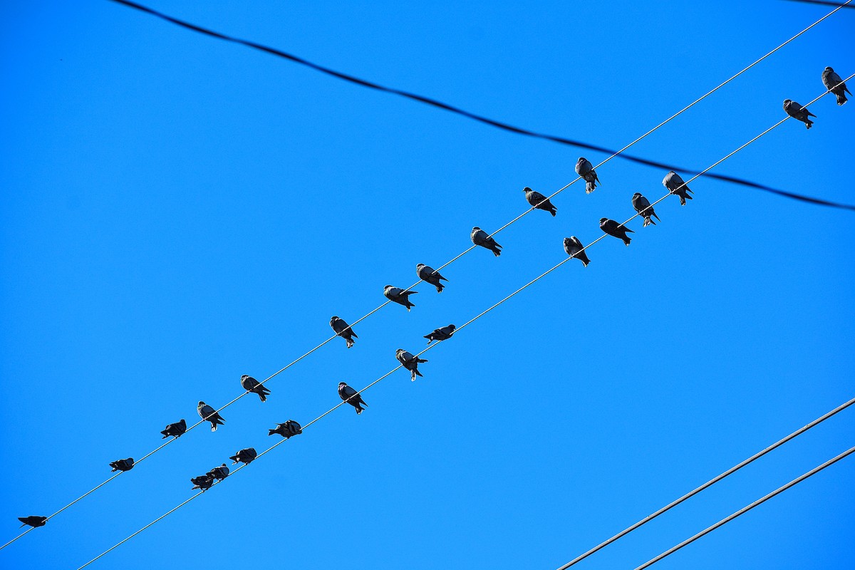 Голуб сизий (міський) - ML644624119