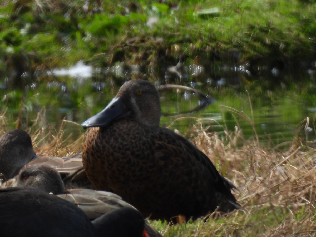 Canard bridé - ML644624120