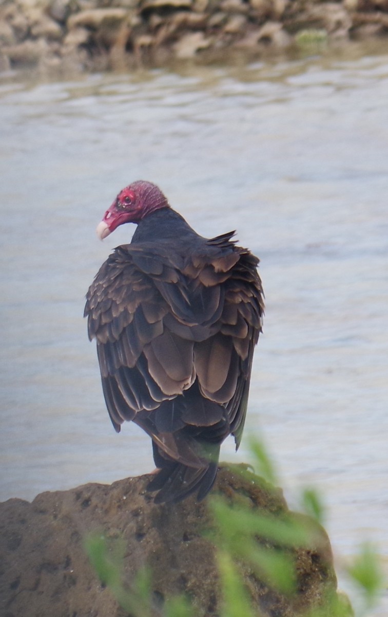 Turkey Vulture - ML644624121