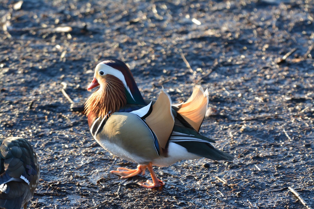 Mandarin Duck - ML644624124