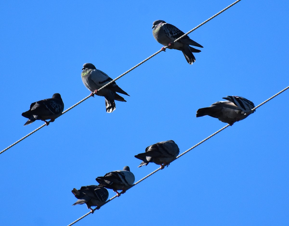 Голуб сизий (міський) - ML644624129