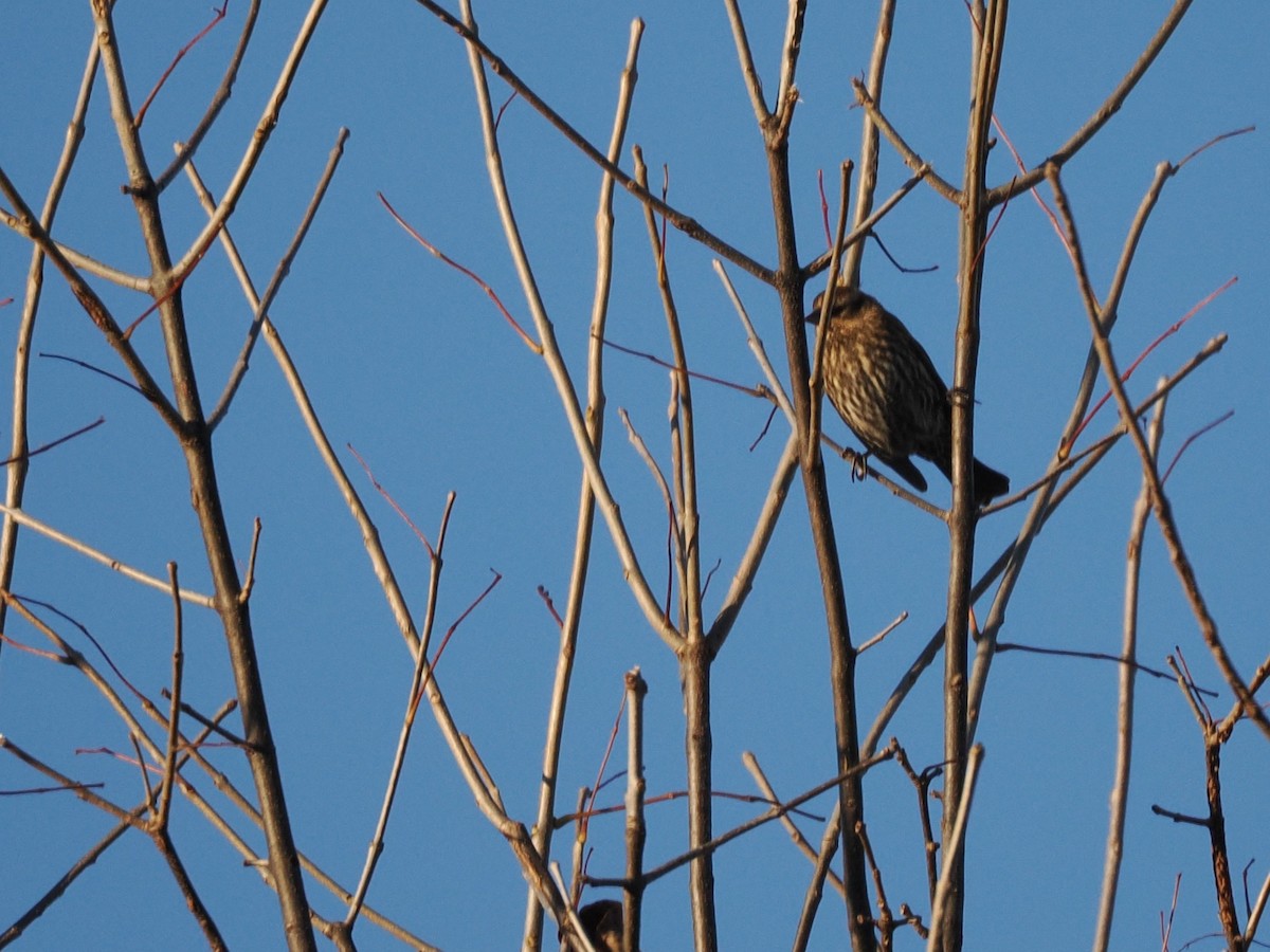 Red-winged Blackbird - ML644624130